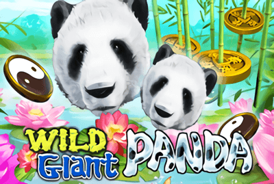 Wild Giant Panda