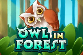 Owl In Forest